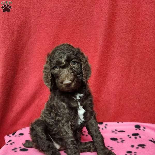 Daisy, Standard Poodle Puppy