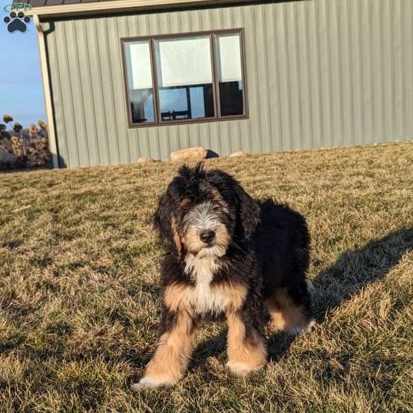 Penny, Bernedoodle Puppy