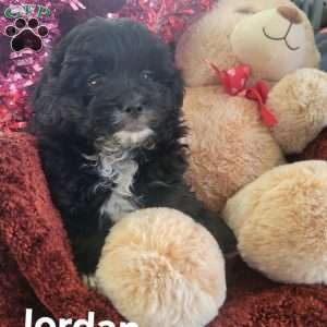 Jordan, Shih-Poo Puppy