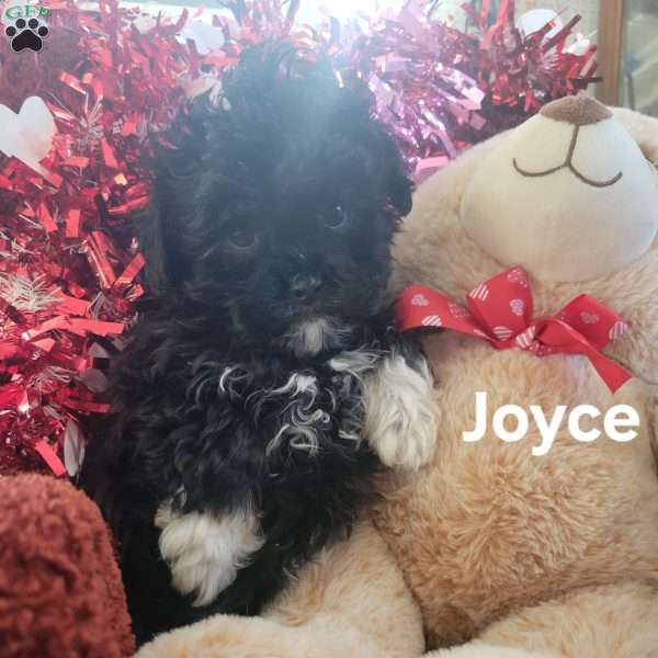 Joyce, Shih-Poo Puppy