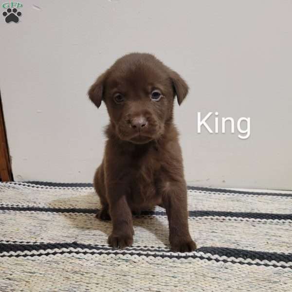 King, Chocolate Labrador Retriever Puppy