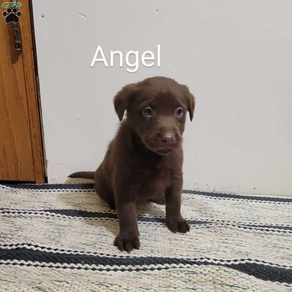 Angel, Chocolate Labrador Retriever Puppy
