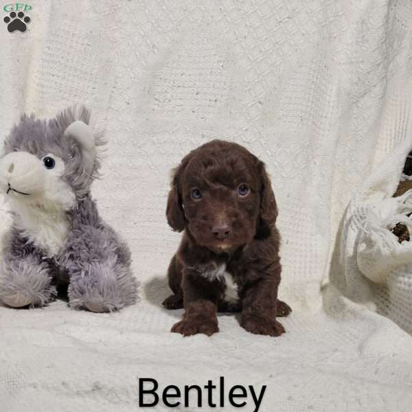 Bentley, Labradoodle Puppy