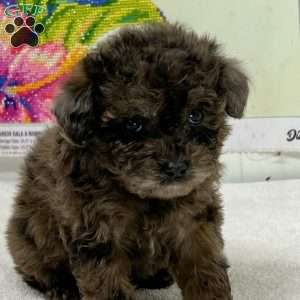 Cooper, Toy Poodle Puppy