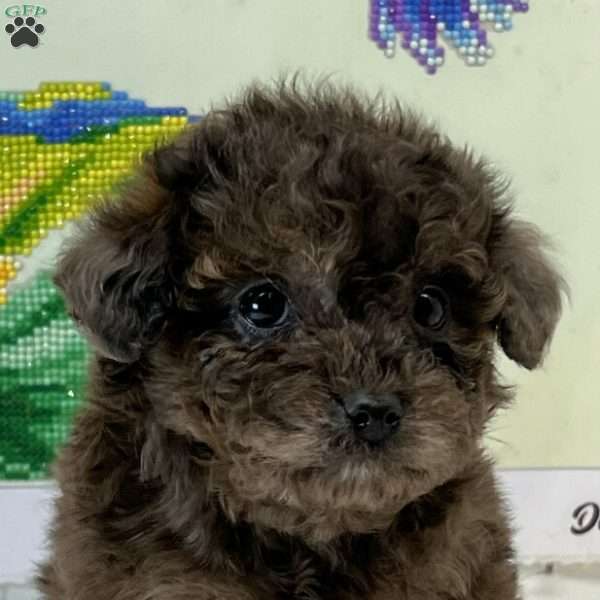 Cooper, Toy Poodle Puppy