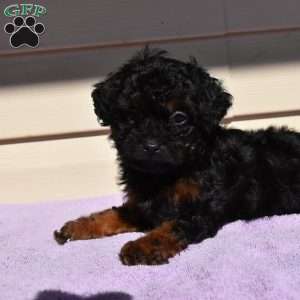 Maggie toy, Toy Poodle Puppy