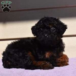 Maggie toy, Toy Poodle Puppy