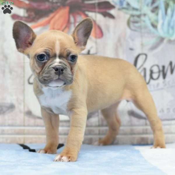 Ginger, Frenchton Puppy