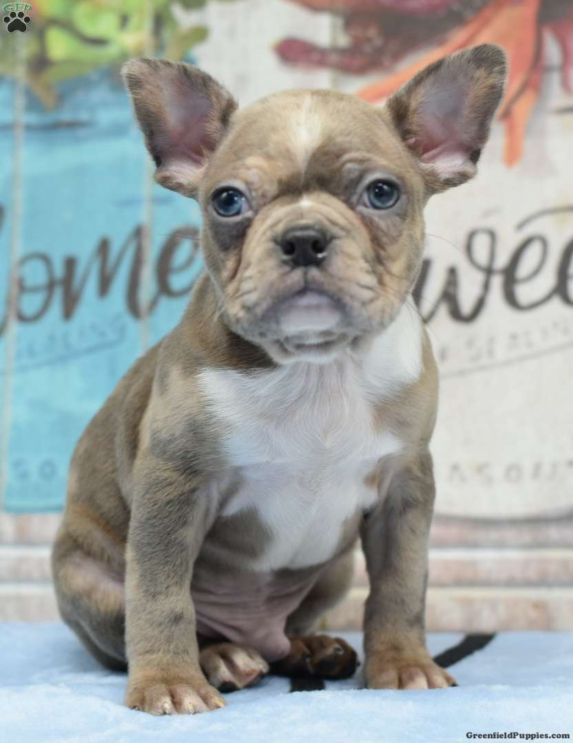 Royal blue - Frenchton Puppy For Sale in Ohio