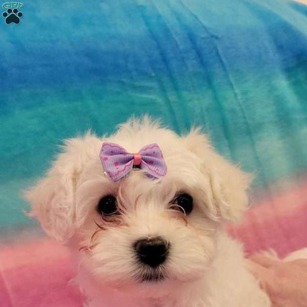Phoebe, Maltichon Puppy