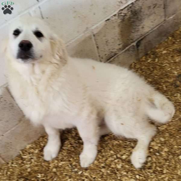 Tex, Labrador Mix Puppy