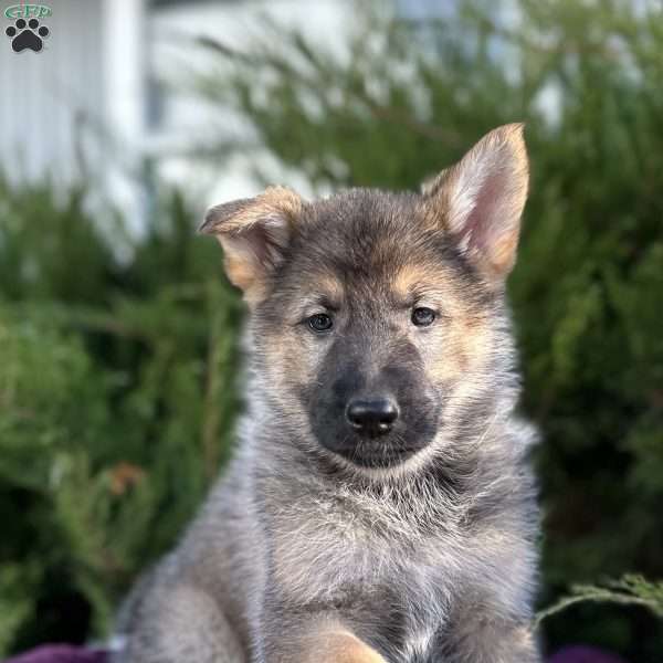 Nikita, German Shepherd Puppy