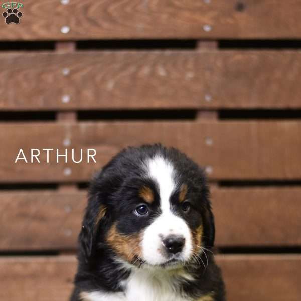 Arthur, Bernese Mountain Dog Puppy