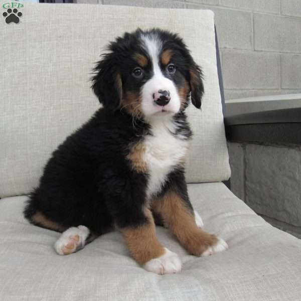 Claire, Bernese Mountain Dog Puppy