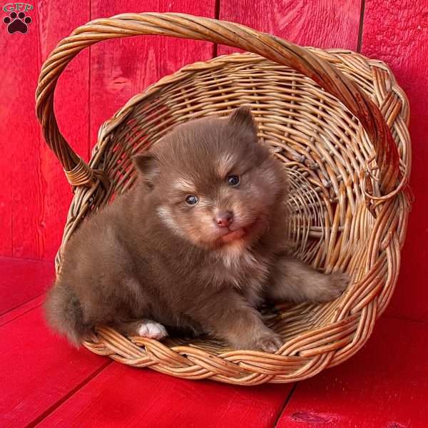 Teddy, Pomeranian Puppy