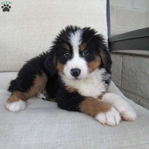 Oliver, Bernese Mountain Dog Puppy