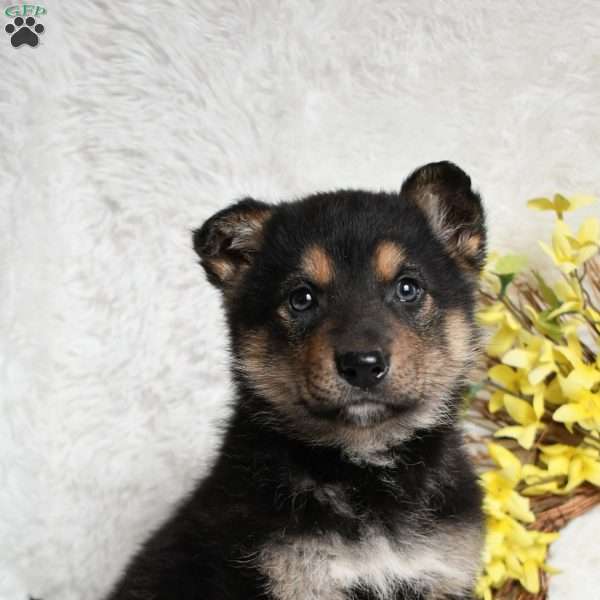 Rosco, German Shepherd Puppy