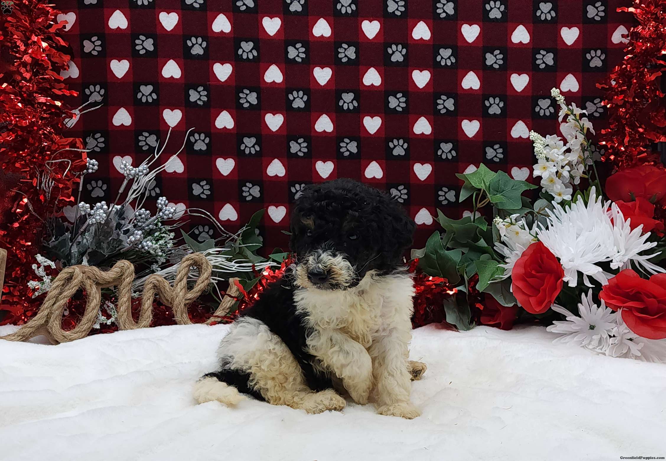 Shepard - Standard Poodle Puppy For Sale in Pennsylvania