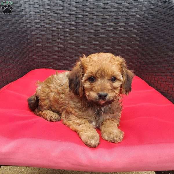 Finley, Cavapoo Puppy