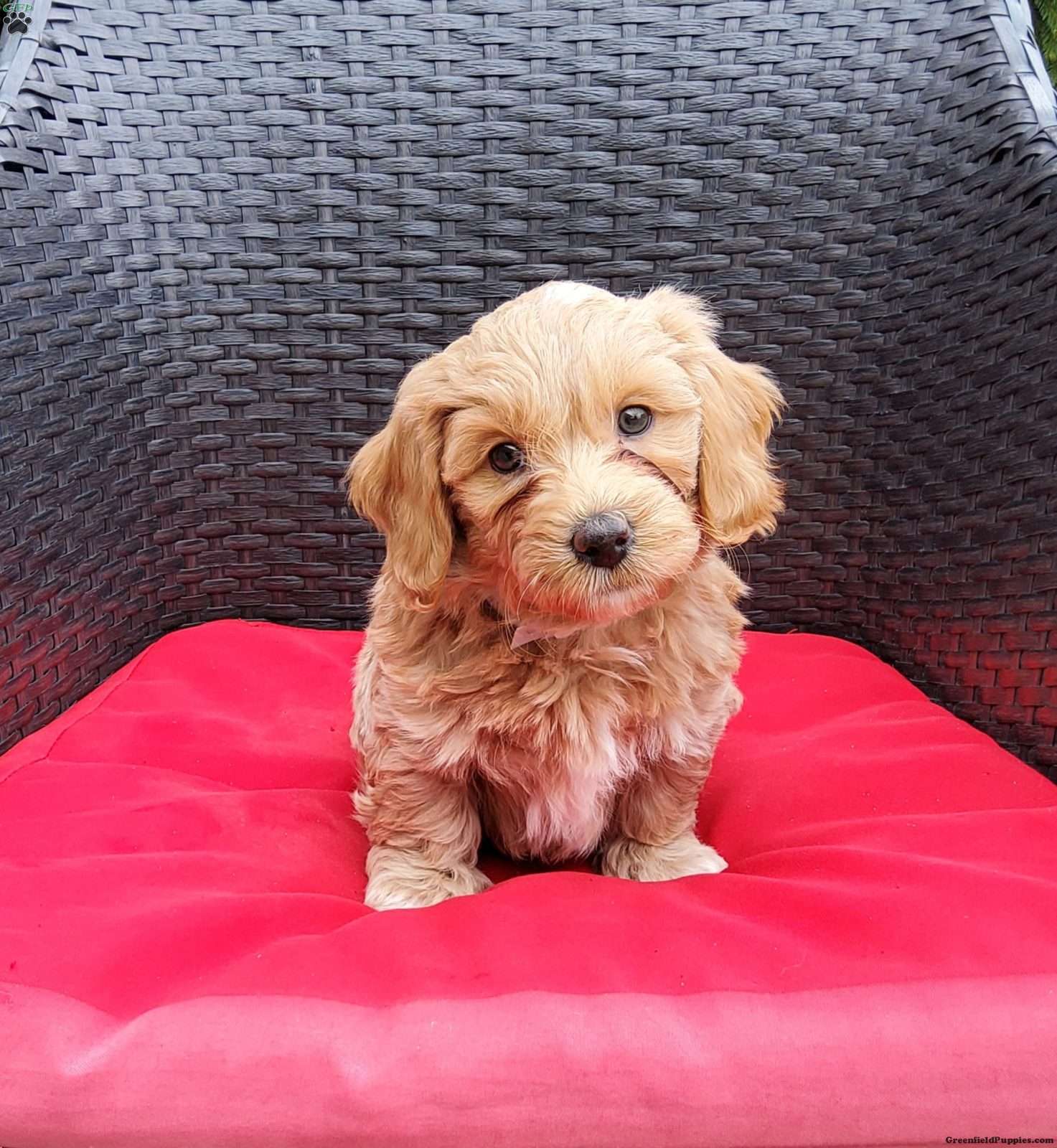 Leo Mini Goldendoodle Puppy For Sale in Ohio