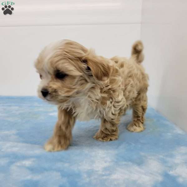 Toby, Shih-Poo Puppy