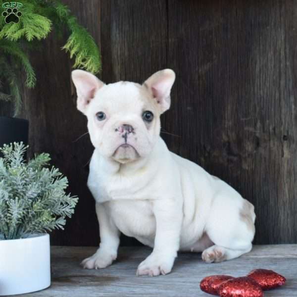 Khloe, French Bulldog Puppy