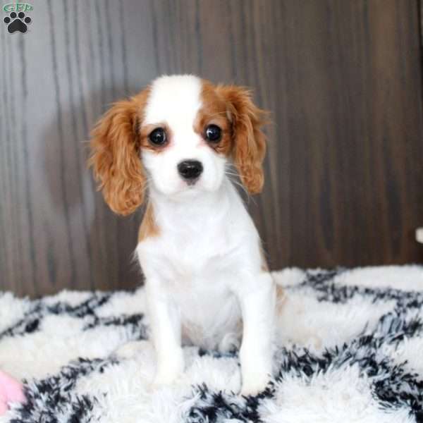 Dottie, Cavalier King Charles Spaniel Puppy
