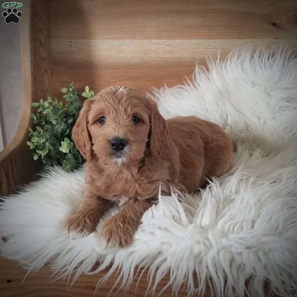 Remi, Mini Goldendoodle Puppy