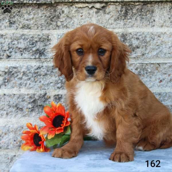 Sasha, Cavalier King Charles Spaniel Puppy