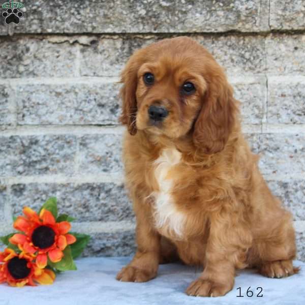Sawyer, Cavalier King Charles Spaniel Puppy