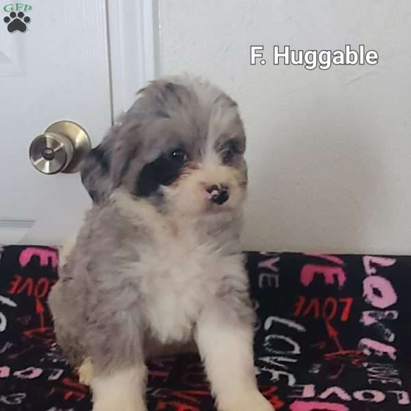Huggable, Mini Bernedoodle Puppy