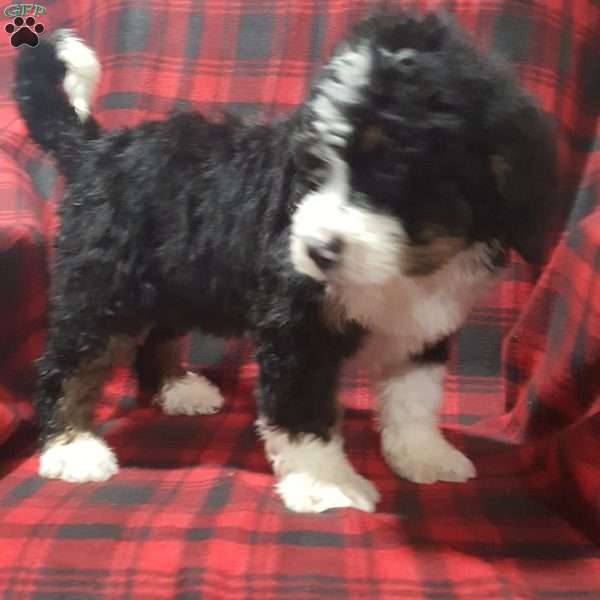 Lucky, Bernedoodle Puppy