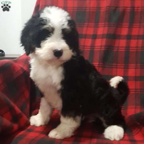 Silky, Bernedoodle Puppy