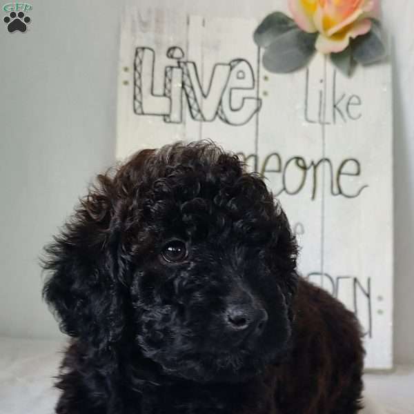 Penelope, Mini Goldendoodle Puppy