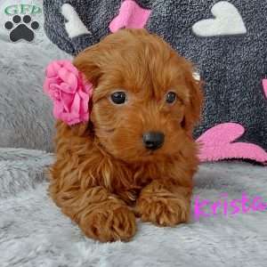 Teacup poodle 2024 mix for sale