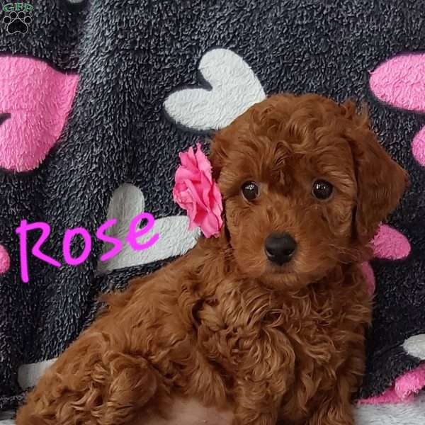 Rose, Toy Poodle Mix Puppy