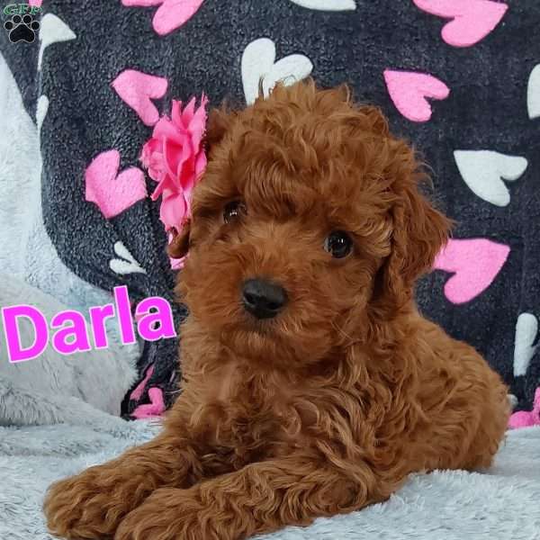 Darla, Toy Poodle Mix Puppy