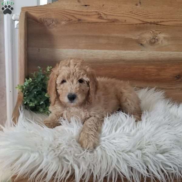 Benjie, Mini Goldendoodle Puppy