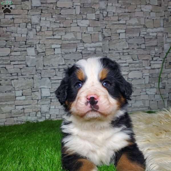 Sione, Bernese Mountain Dog Puppy