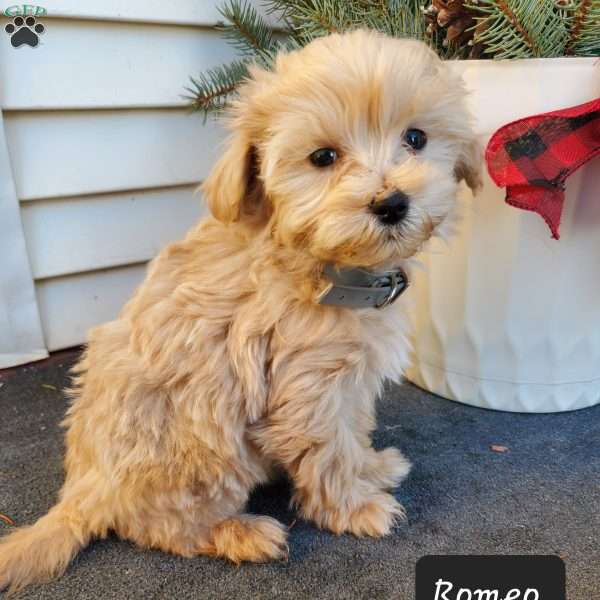 Romeo, Maltipoo Puppy