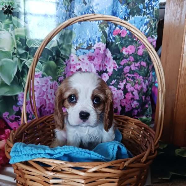 Conner, Cavalier King Charles Spaniel Puppy
