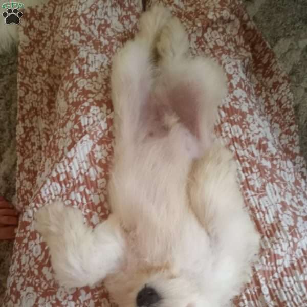 Rocky, Miniature Schnauzer Puppy
