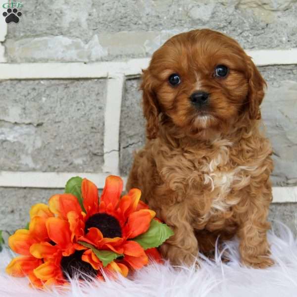 Patches, Cavapoo Puppy
