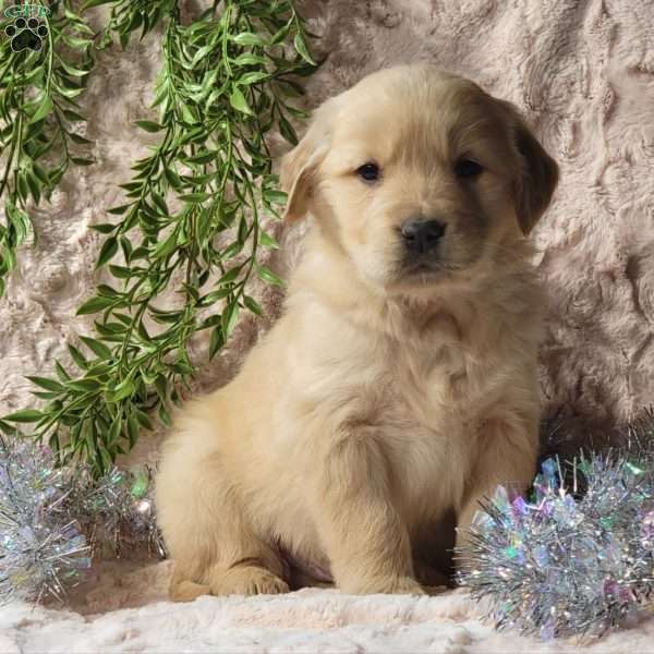 Troy, Golden Retriever Puppy