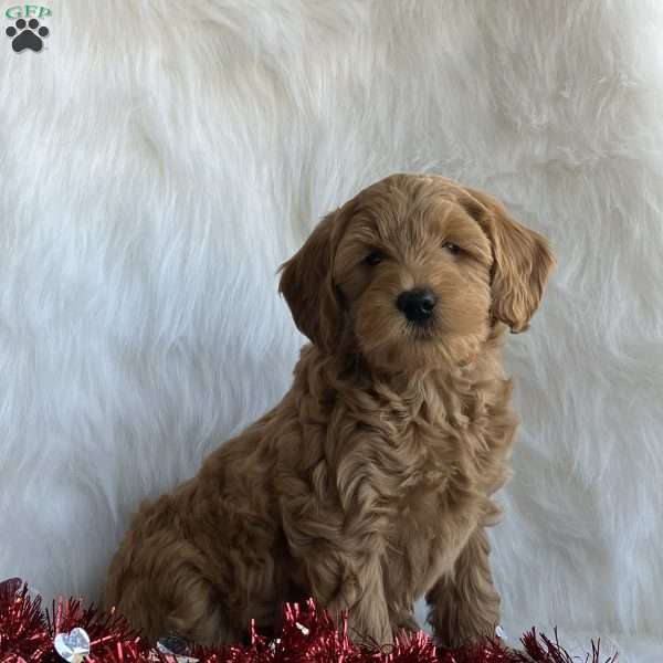 Oscar, Mini Whoodle Puppy