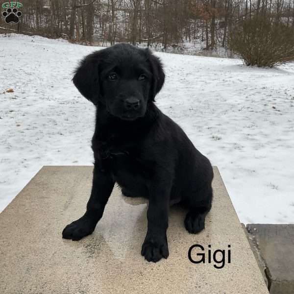 Gigi, German Shepherd Mix Puppy