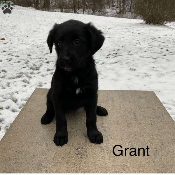 Grant, German Shepherd Mix Puppy