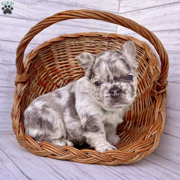 Dazzle, French Bulldog Puppy