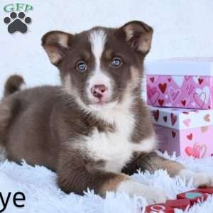 Skye, German Shepherd Mix Puppy