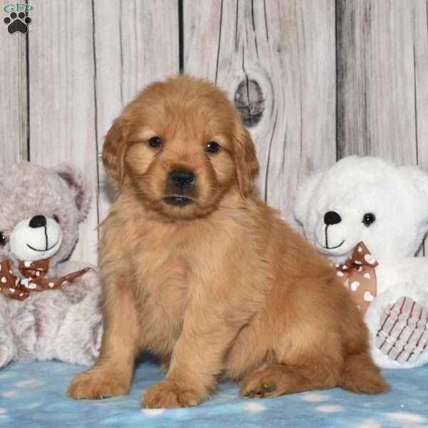 Finley, Golden Retriever Puppy